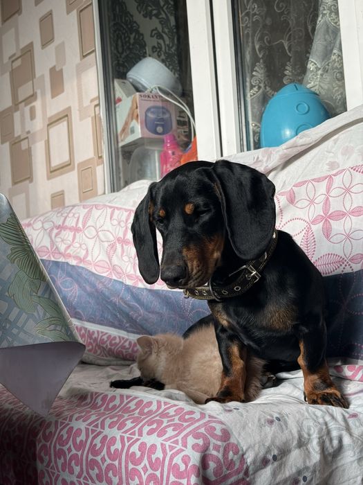 Продается кобель породы Такса