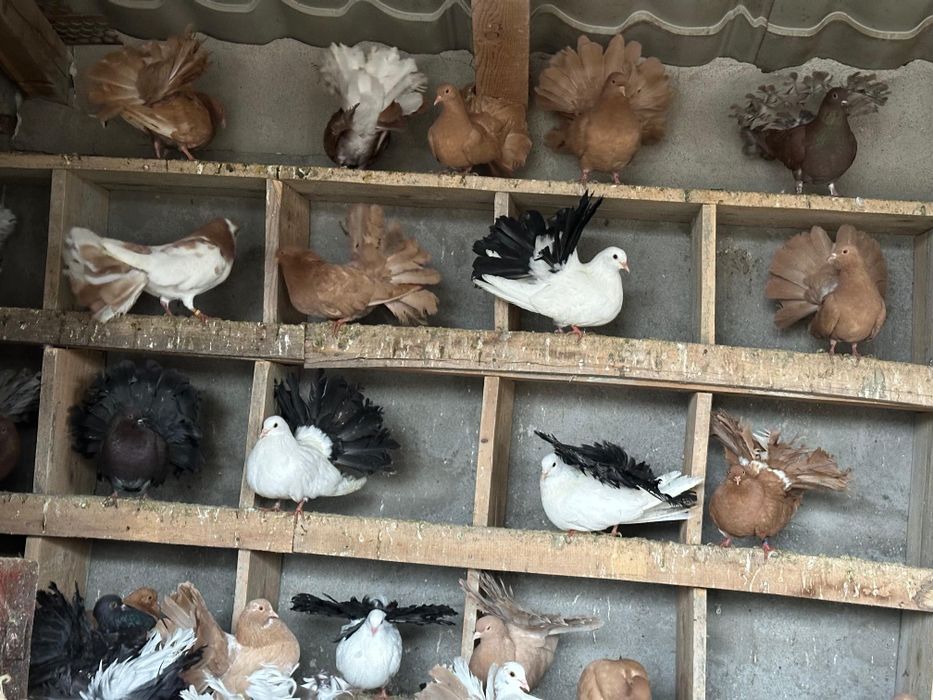 Vand porumbei de ornament