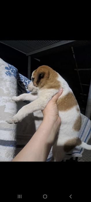 Щенки , күшік бар 1.2 месяцев