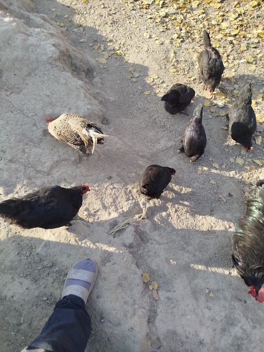 Qora shaxzoda va yaponcha sotiladi