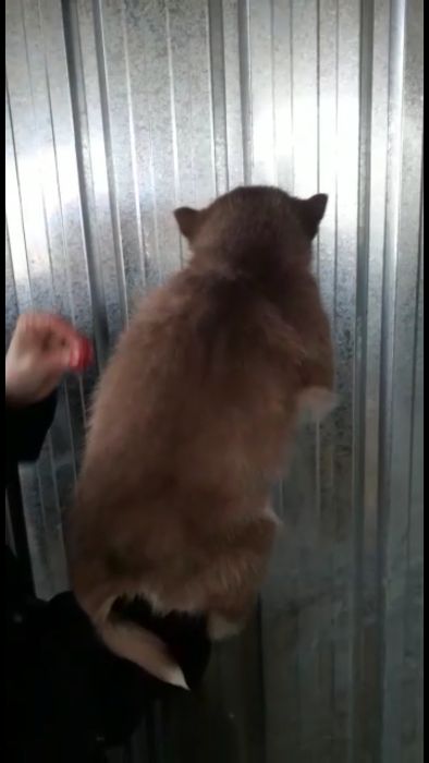 Шоколадная пришоколадная хасюля