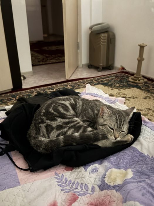 Продам шотландскую кошку