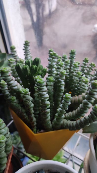 Суккуленты отростки