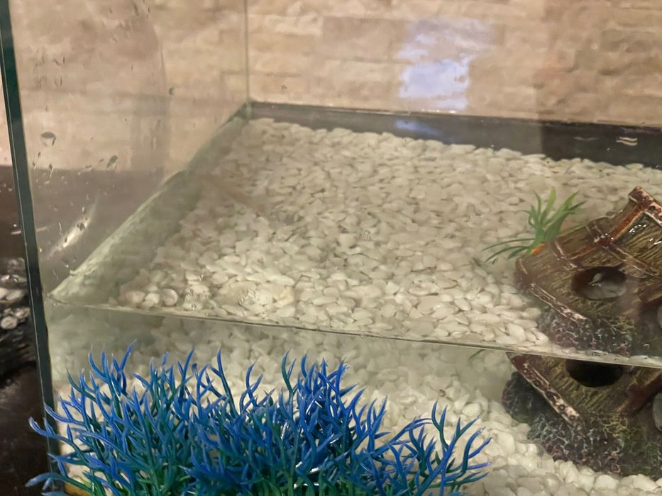 Аквариум 60 л,аквариум 5 л,филтър украса