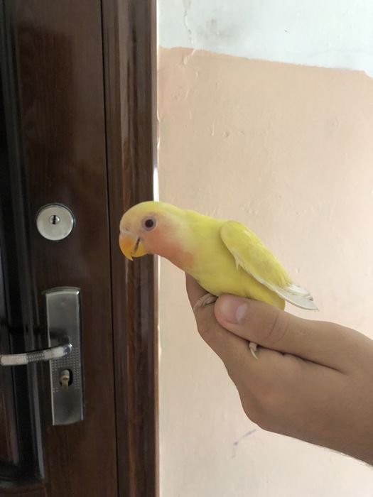 Карелла ва неразлучники ручнойла