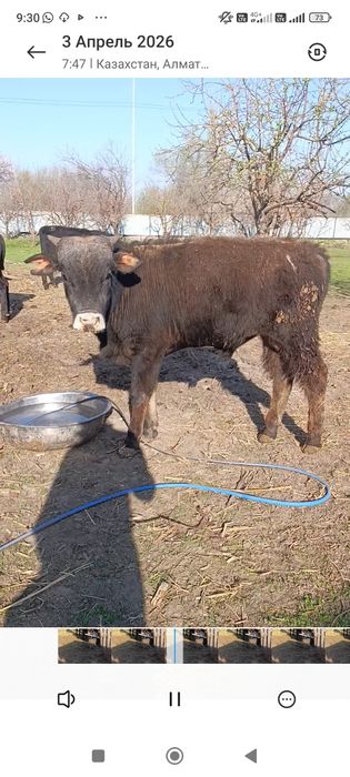 Продам бычки.хорошые