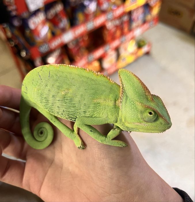 Vand cameleon cu terariu