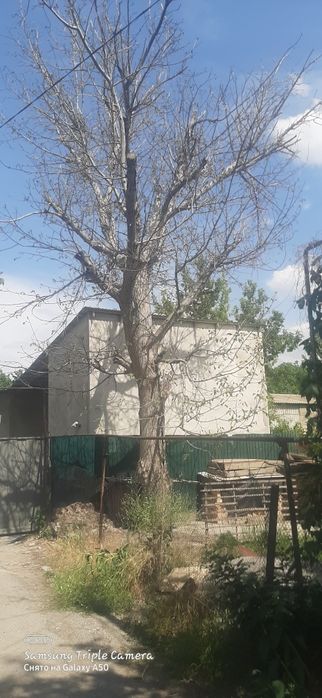 Дрова лес отдам даром орешина урюк клен