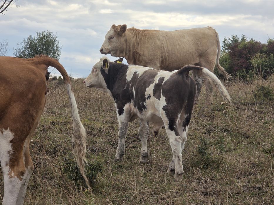 Vand vitei cu greutate de 250 si 350 de kg