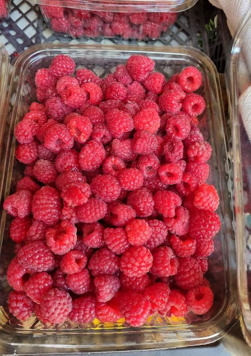 Vând butași de zmeură