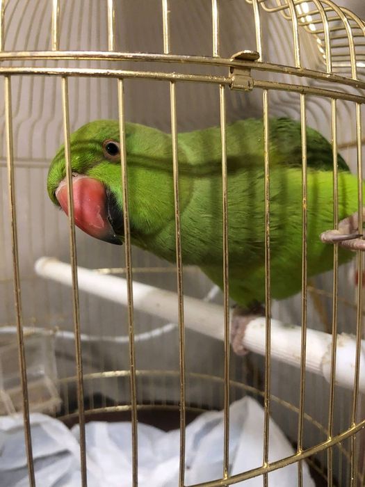 Продаётся ожирелла папугаи