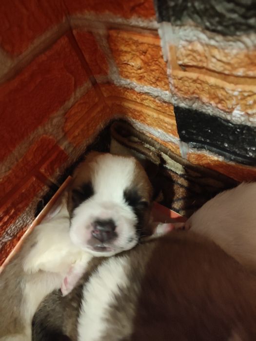 Щенки Московская сторожевая