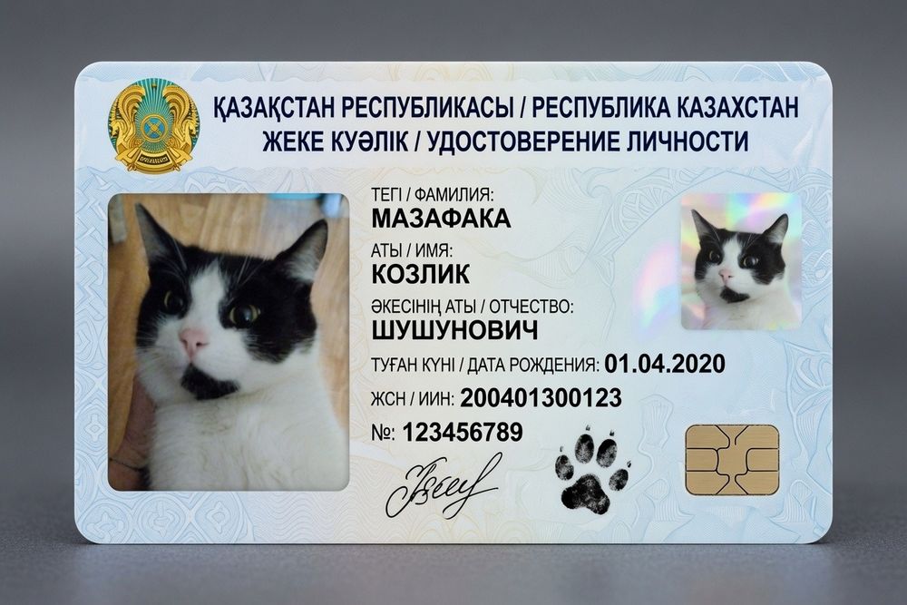 Отдам кота - хоть куда