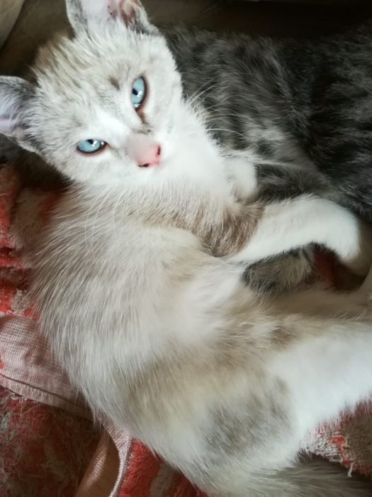 Отдам в хорошин руки котят
