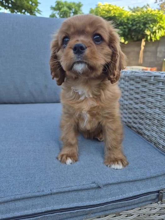 Cavalier king charles