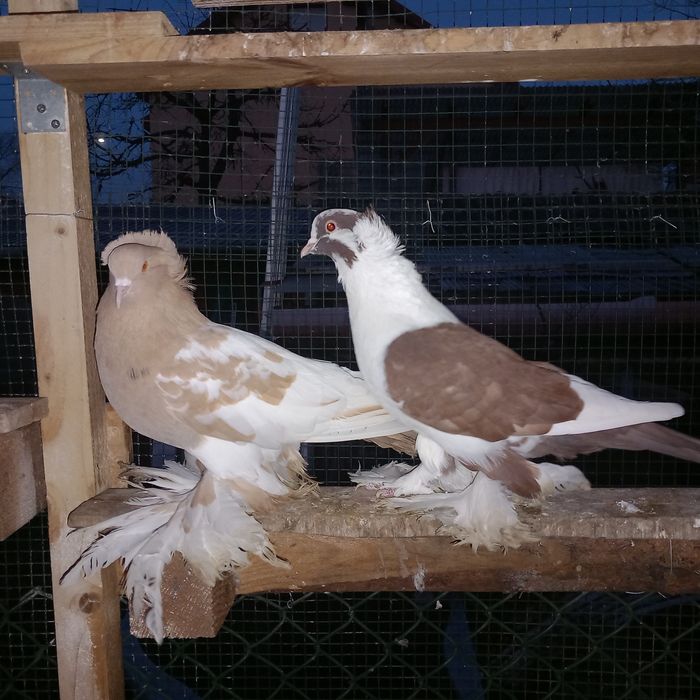 Voliera 2 compartimente porumbei uriasi maghiari