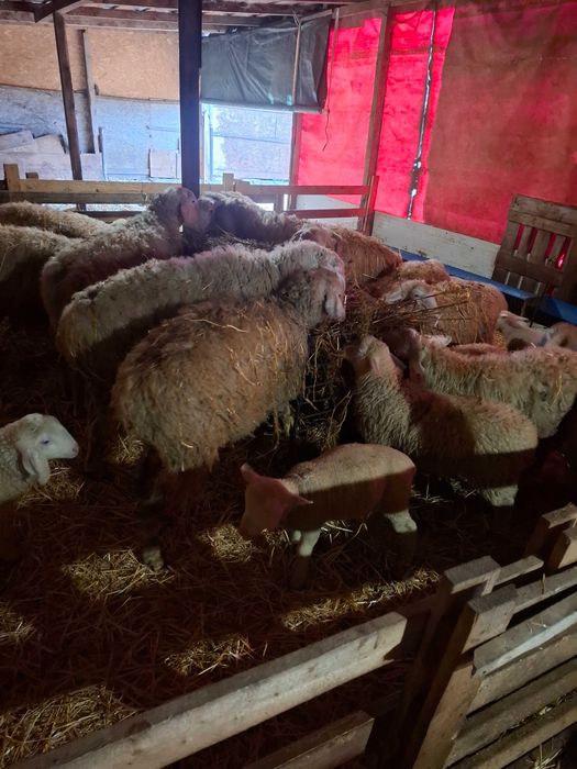 Oi de vanzare cu miei langa ele