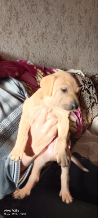 Отдам собак в добрые руки