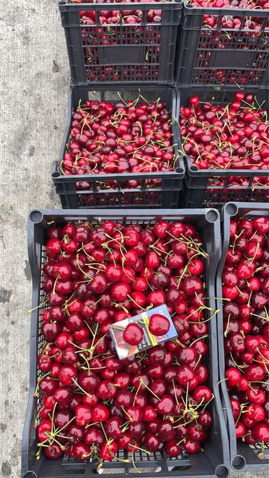 Cires altoit pe  Gisela 5 , soiuri diferite : Tamara , Regina…