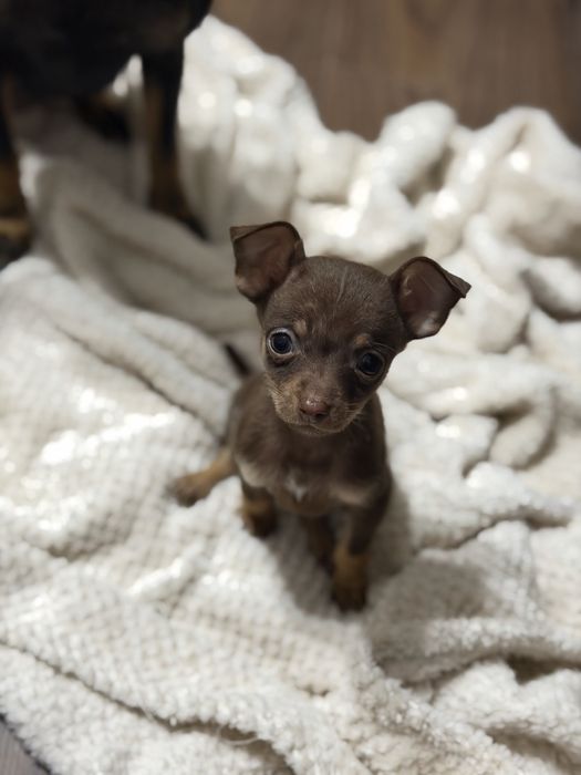 Той терьер щенки