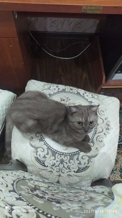 Пародистая кошка в добрый руки