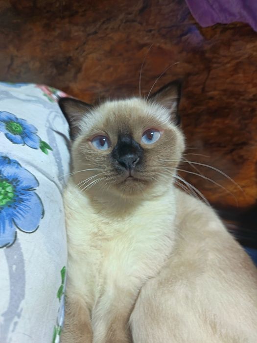 Продается котенок, кошка 3.5 месяца