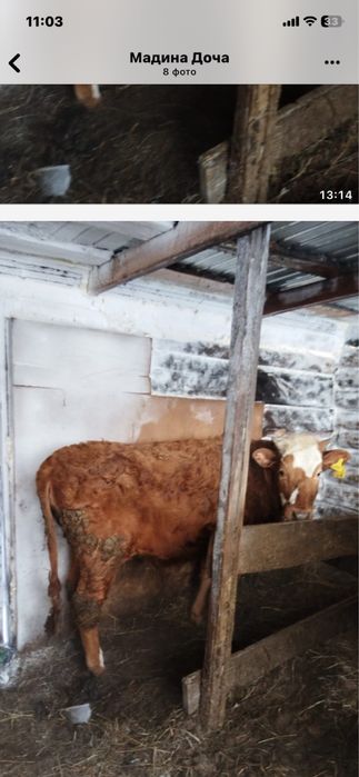 Продам телку стоит на откорме городе петропавловске