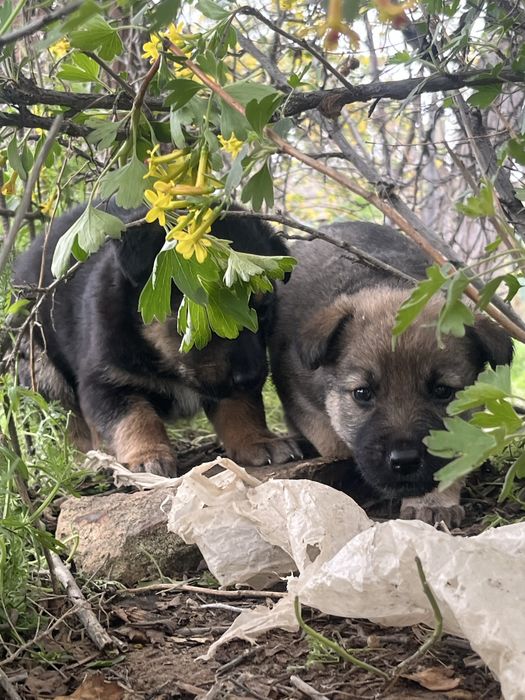 Щенята красивыее