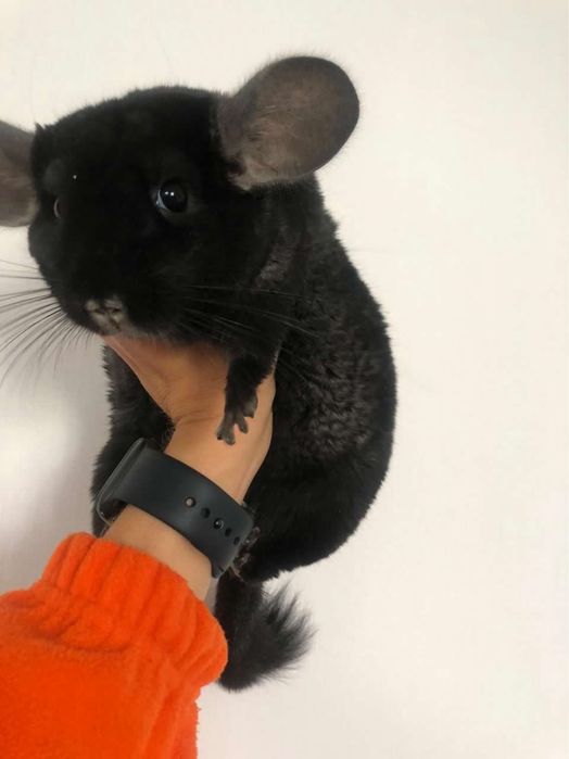 Шиннилла 6 месяцев