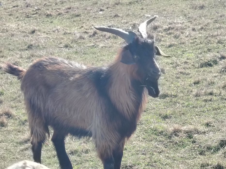iezi alpini francezi