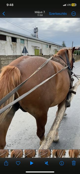 Vand iapa cu manz !Foarte bun la câruta !