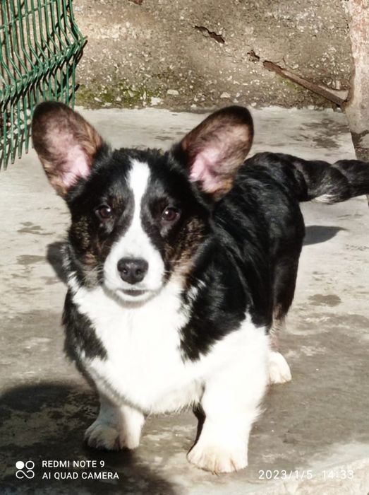 Щенки вельш корги кардиган
