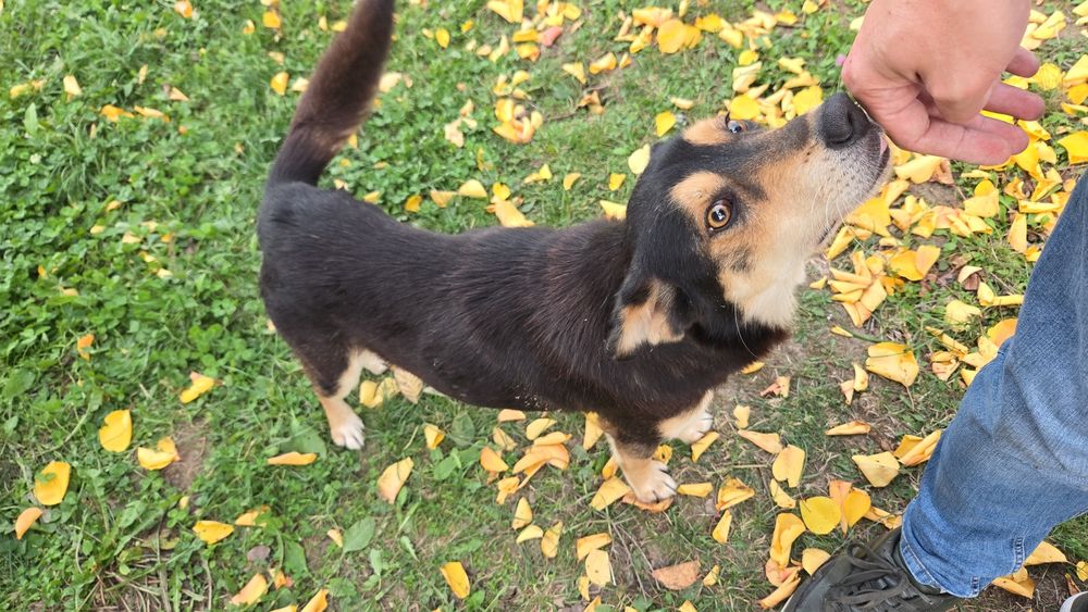 Piciu isi cauta Familia!