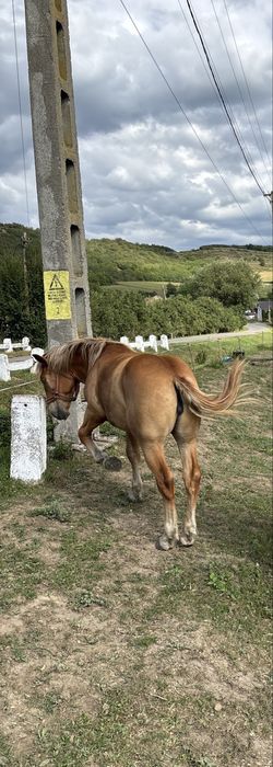 Vand manza de un an jumatate