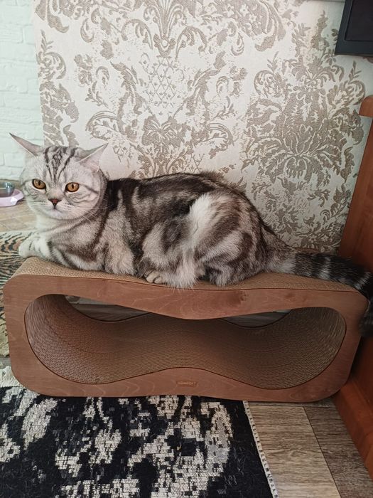 Вязка Scottish straight   _Mr.Ronnie Cray_