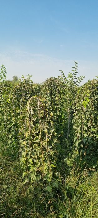 Декоративные тутовники от первых рук тутовник зонтик для ландшафтов