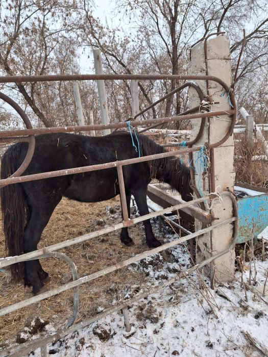 Продам кобылу жеребую 5 лет