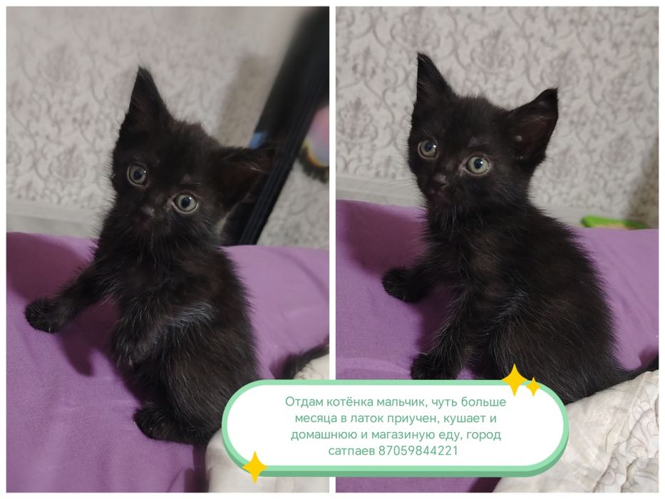 Отдам котят  в добрые руки