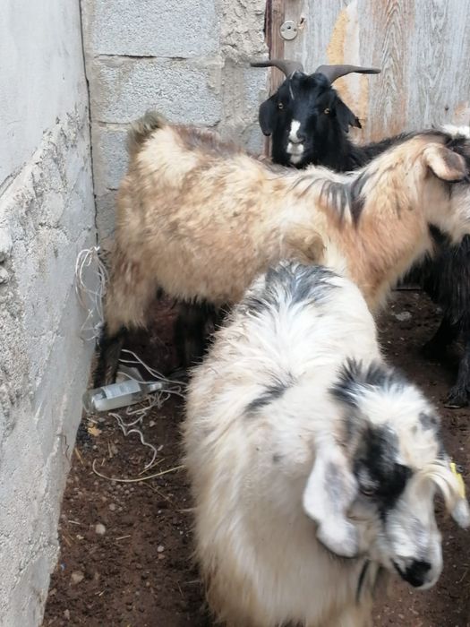 Семиз серкелер..