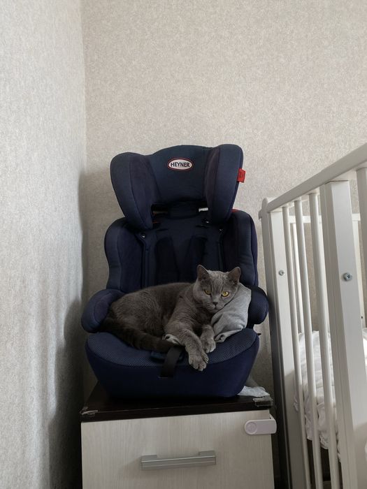 Пропала кошка район Тайвань