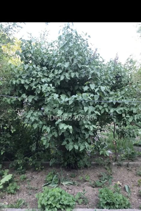 Благоустроенный дом в г Ленгер