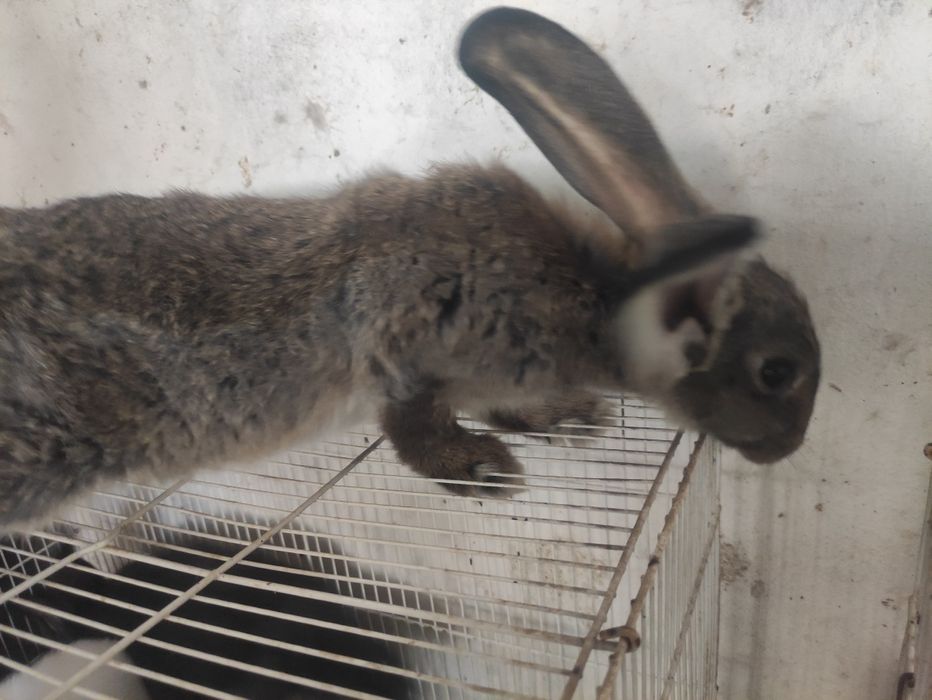 Кролики 3-х месячные