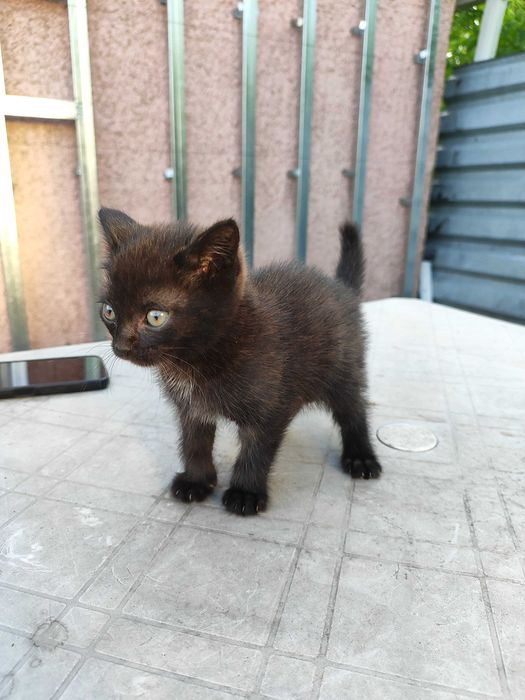 Котенок в добрые руки