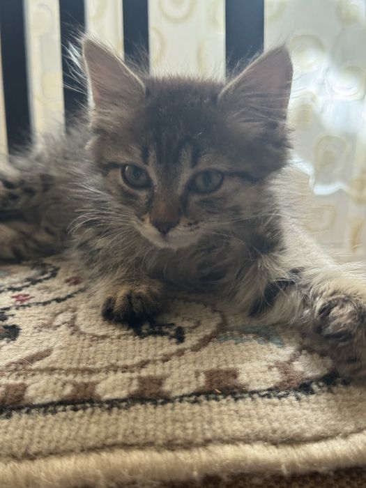 Отдам котенка в добрые руки