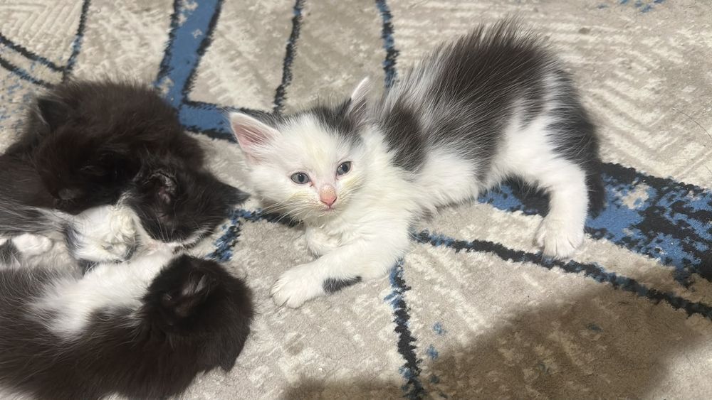 Домашние котята, умные, игривые
