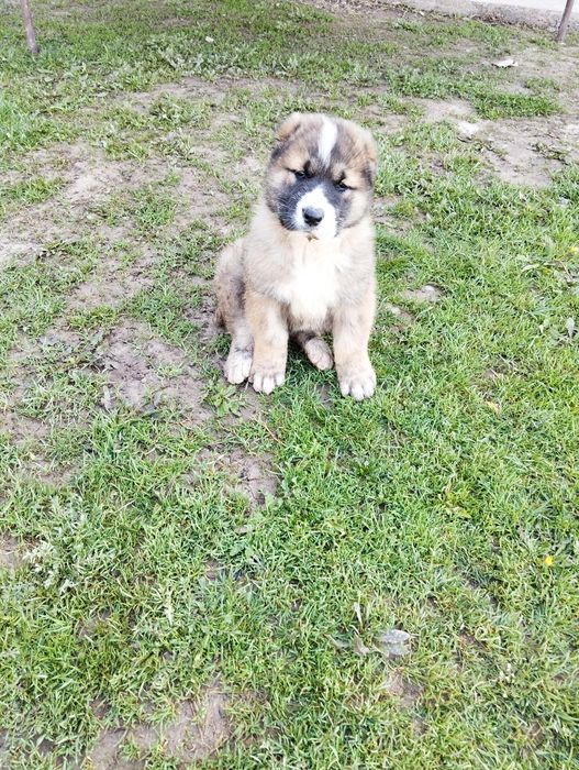 Щенок породы Алабай