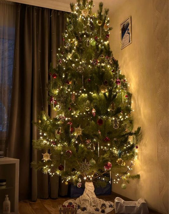 Живые ёлки сосны