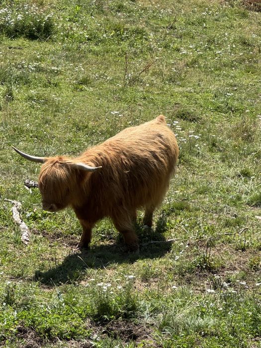 vaca  highland scotian