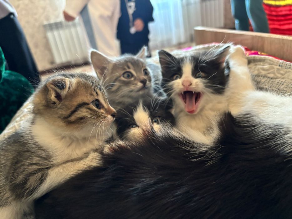Котенки. Одам моих котят в хорошие руки