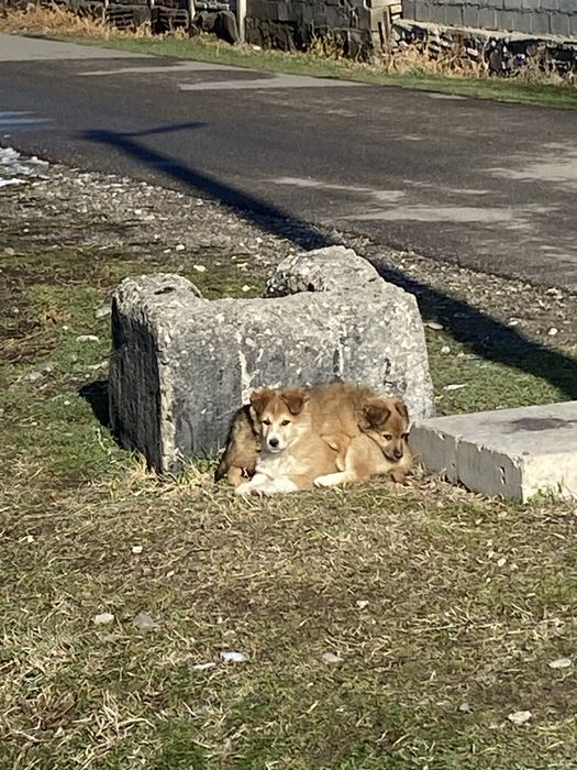 Щенки бесплатно Тараз
